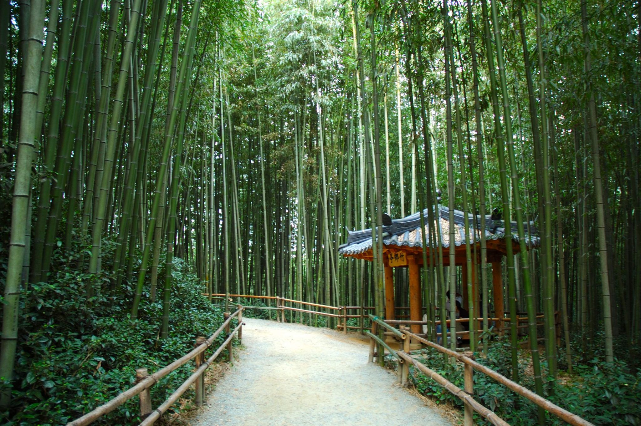rừng tre damyang